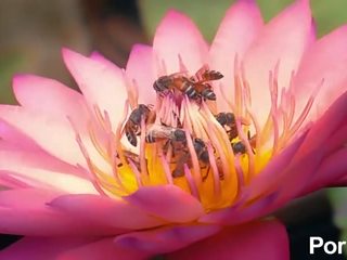 Twenty Dicked Flower Hosts Massive Orgy